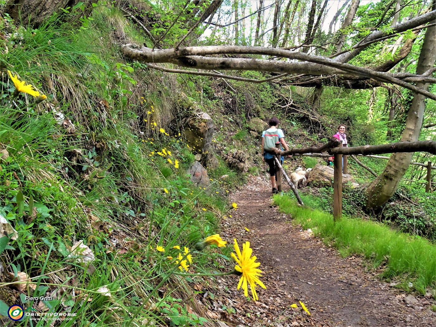 20 Fiori gialli di Hieracium (Sparviere alpino).JPG